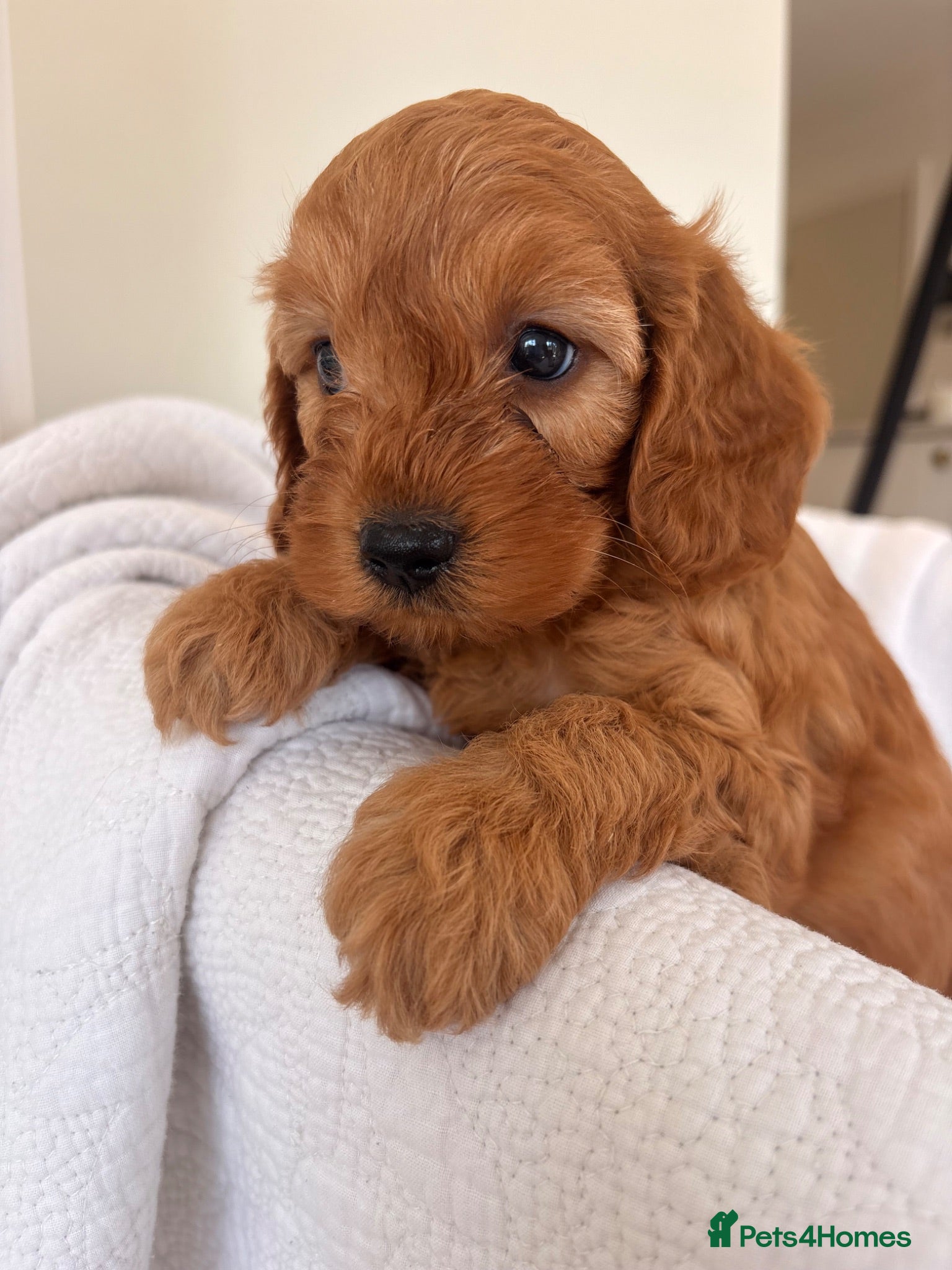 Cavapoo dogs LICENSED BREEDER HEALTH TESTED CAVAPOOS - Advert 1