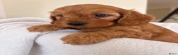 Cavapoo dogs for sale: LICENSED BREEDER HEALTH TESTED CAVAPOOS - Advert 4