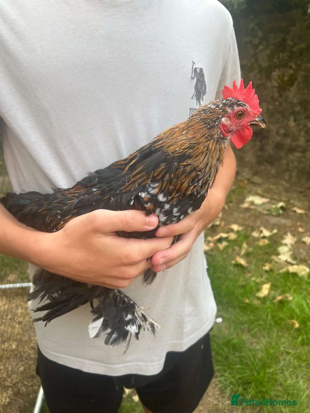 Chickens poultry for sale: 2 cockerels  in Shrewsbury - Advert 1