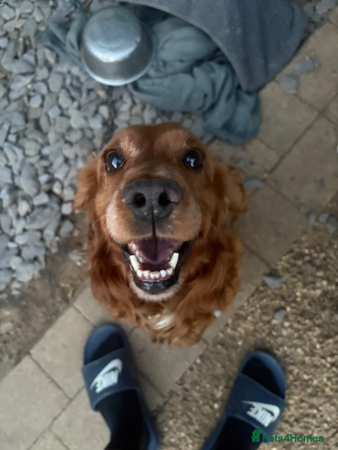Cocker Spaniel dogs for sale: Female cocker spaniel  in Cambridge - Advert 1