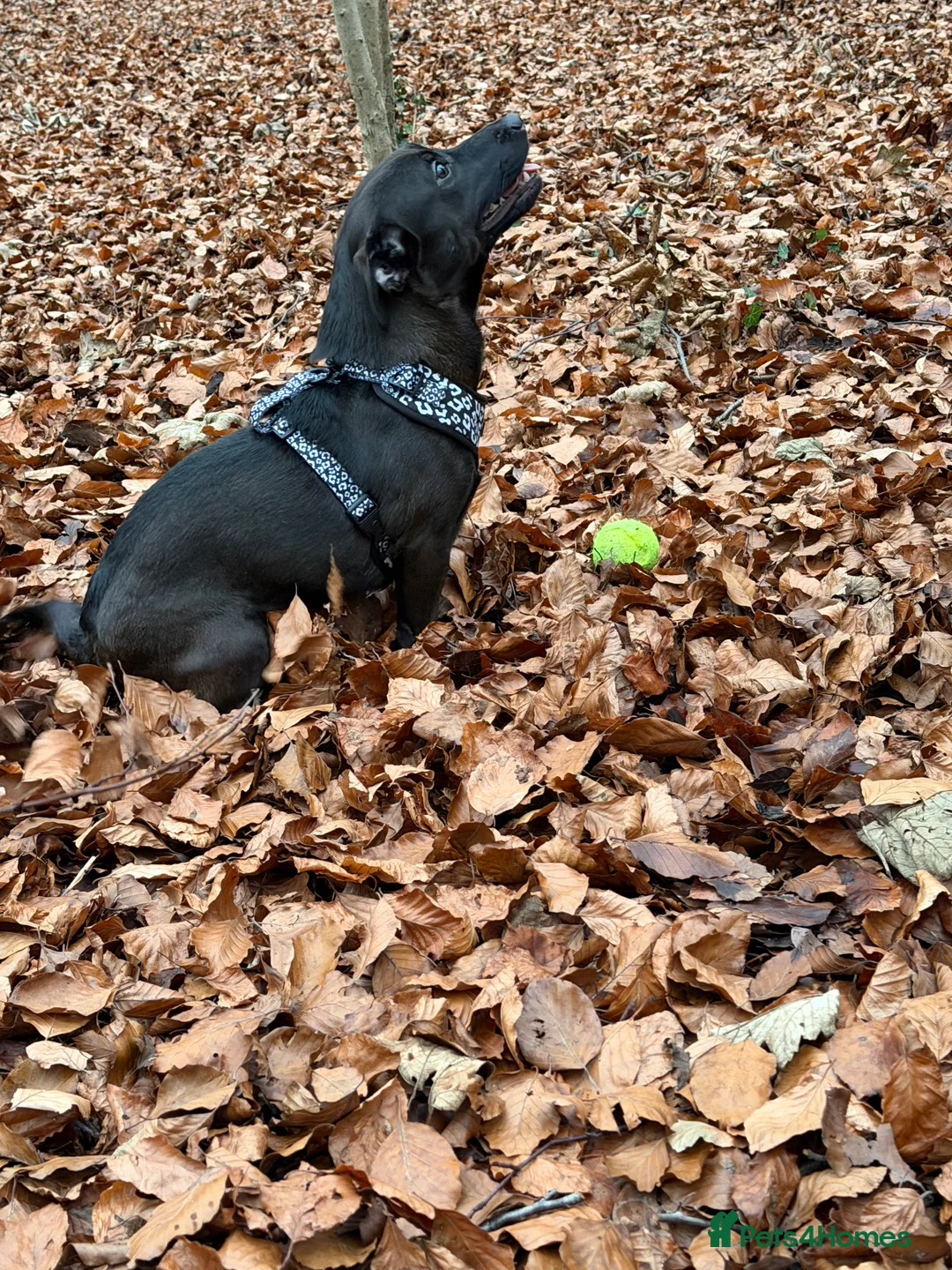 Patterjack dogs for sale: Patterjack  in Castleford - Advert 2