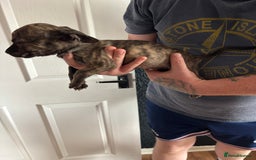 Mixed Breed dogs for sale: French Bull Jacks  (2 x boys 1 x girl) - Image 10