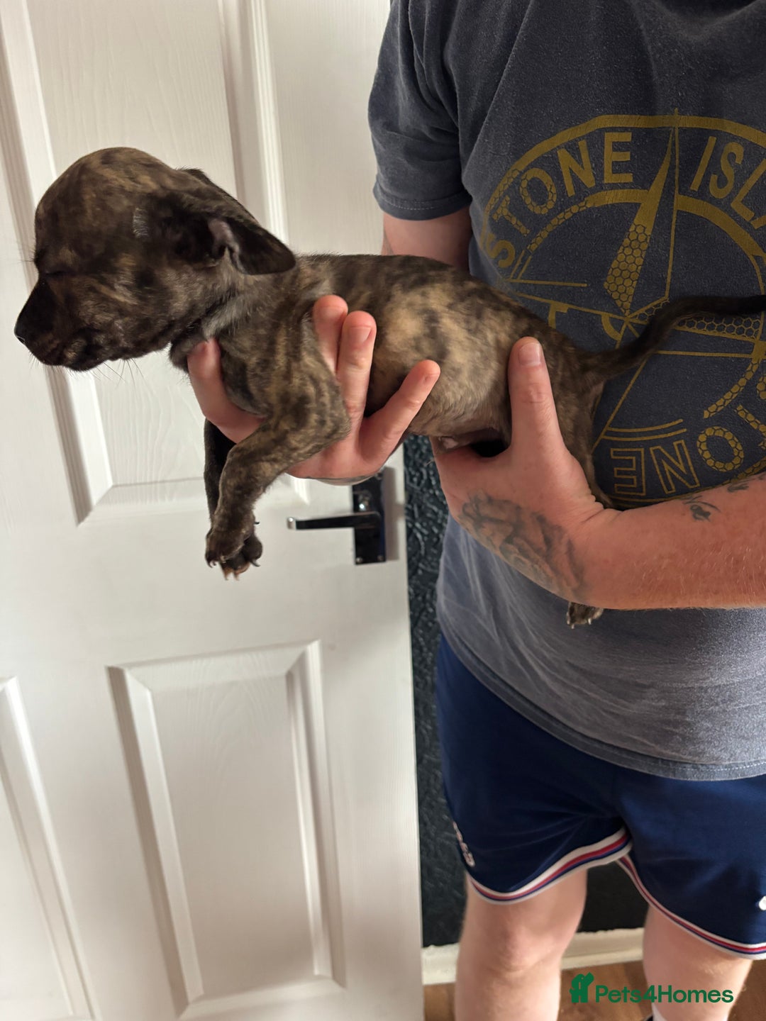 Mixed Breed dogs for sale: French Bull Jacks  (2 x boys 1 x girl) - Image 10