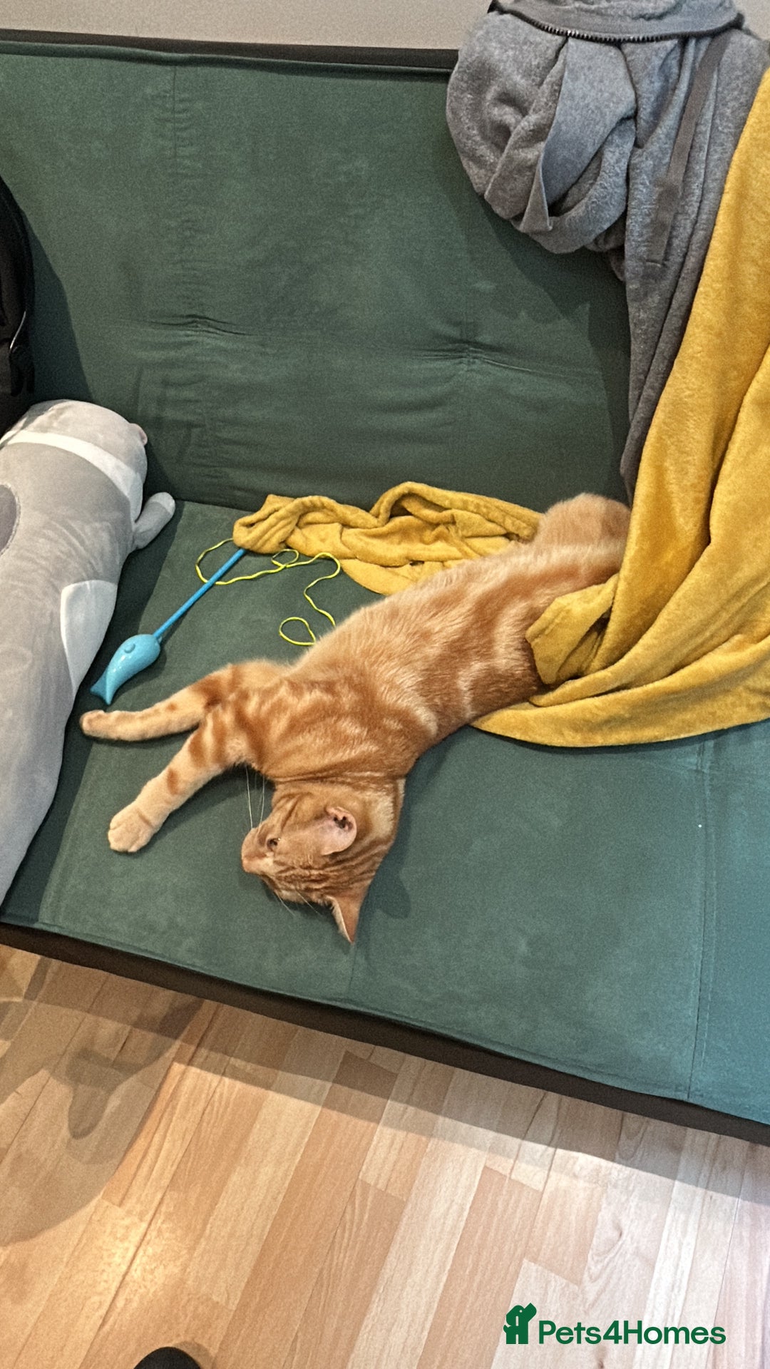 Domestic Shorthair cats for sale: Shorthair mix - Image 3