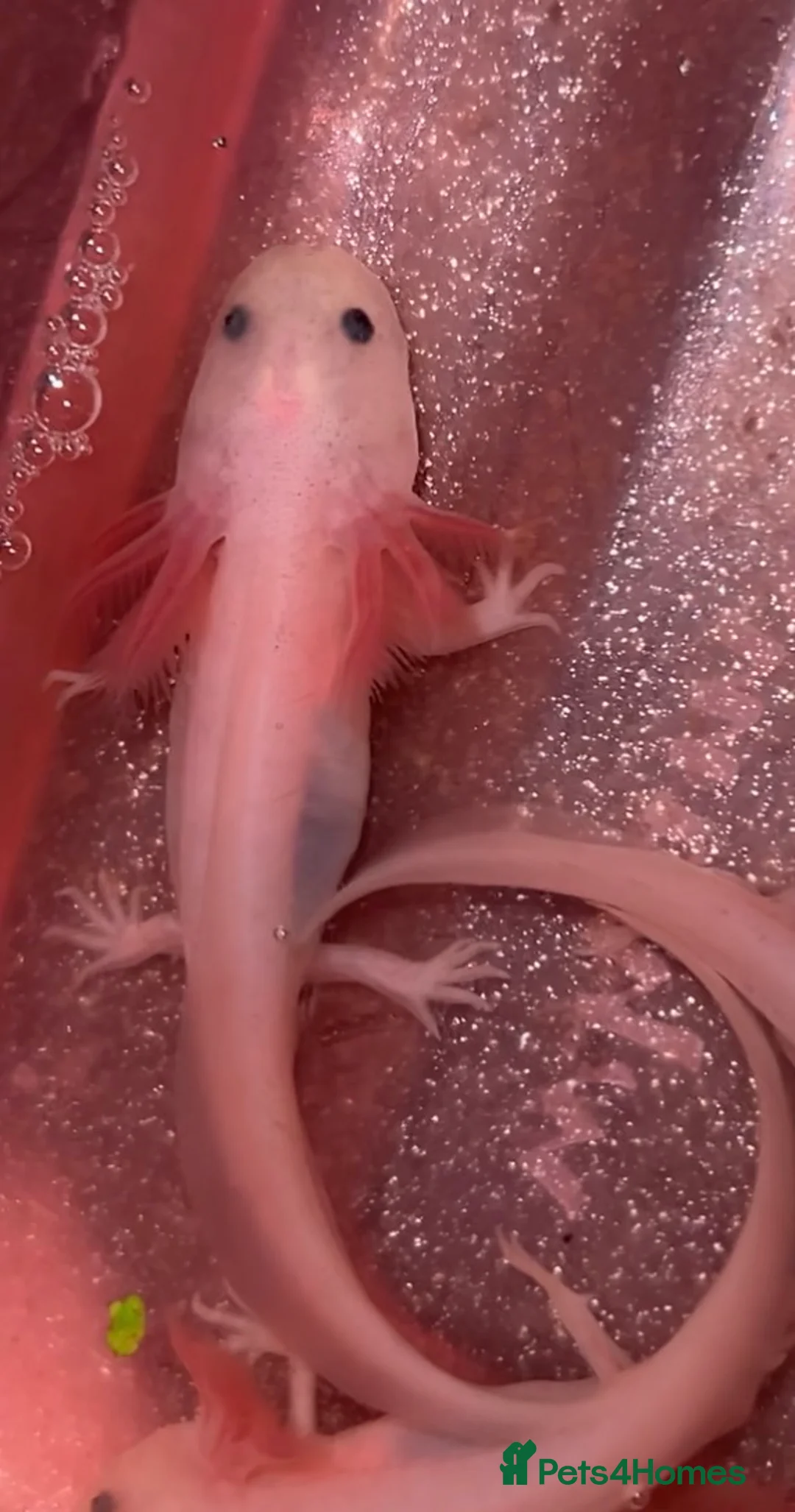 Axolotl reptiles for sale: Young axolotls  in Barry - Advert 2