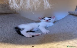 Domestic Shorthair cats for sale: 2 beautiful short hair boys  - Image 3
