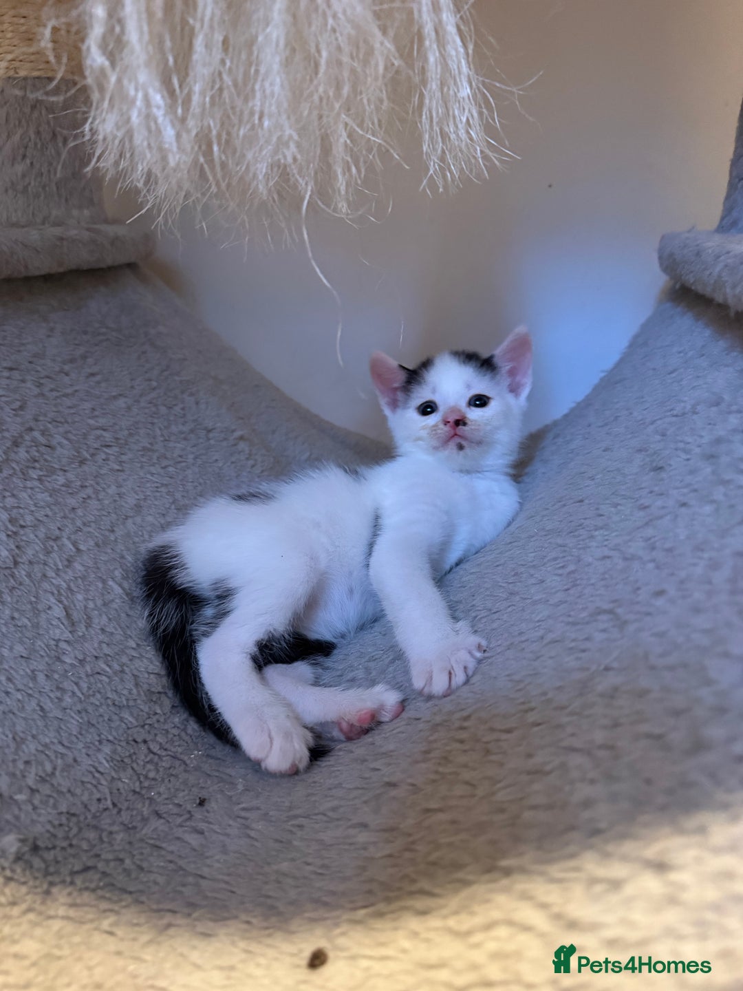 Domestic Shorthair cats for sale: 2 beautiful short hair boys  - Image 3