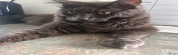Maine Coon cats for sale: 6 month old grey Maine coon  - Advert 3