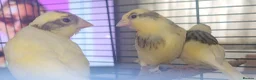 Canaries birds for sale: Beautiful Canaries 7 weeks £30 each or x4 for £110 - Advert 6