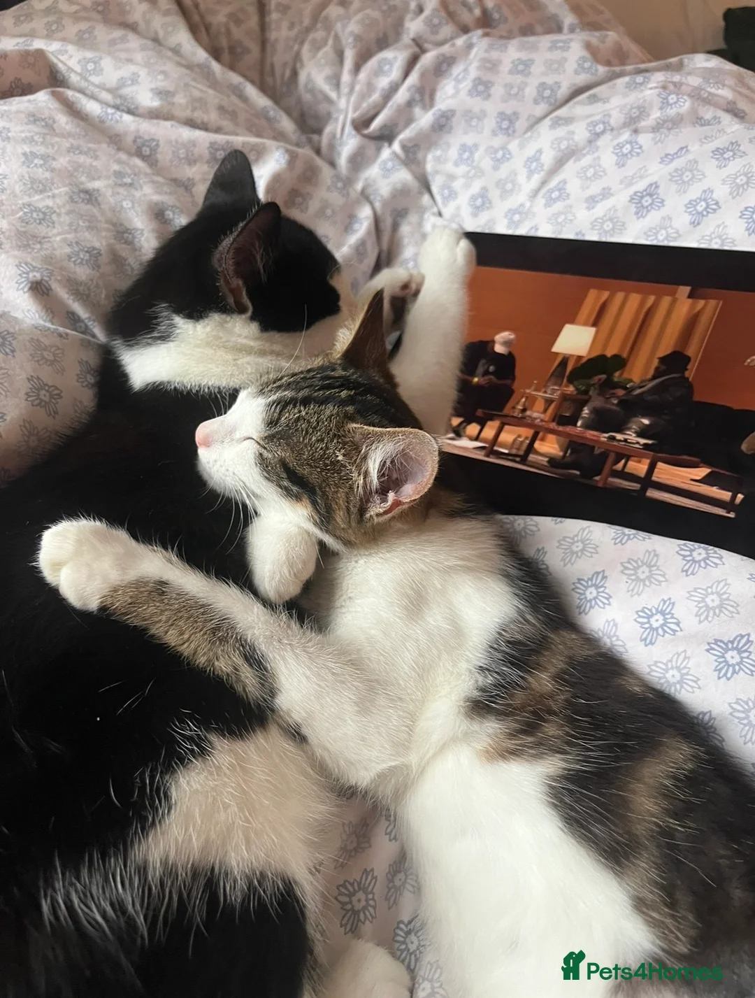 Mixed Breed cats for sale: Beautiful Playful Young Cats - Advert 13