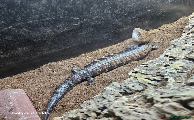 Lizard reptiles - Advert 1