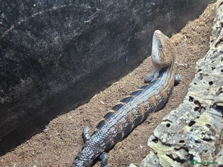 Lizard reptiles Blue tongue skink - Advert 4