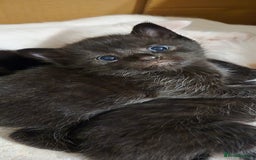 Mixed Breed cats for sale: 3 kittens looking for their forever homes.  - Image 5