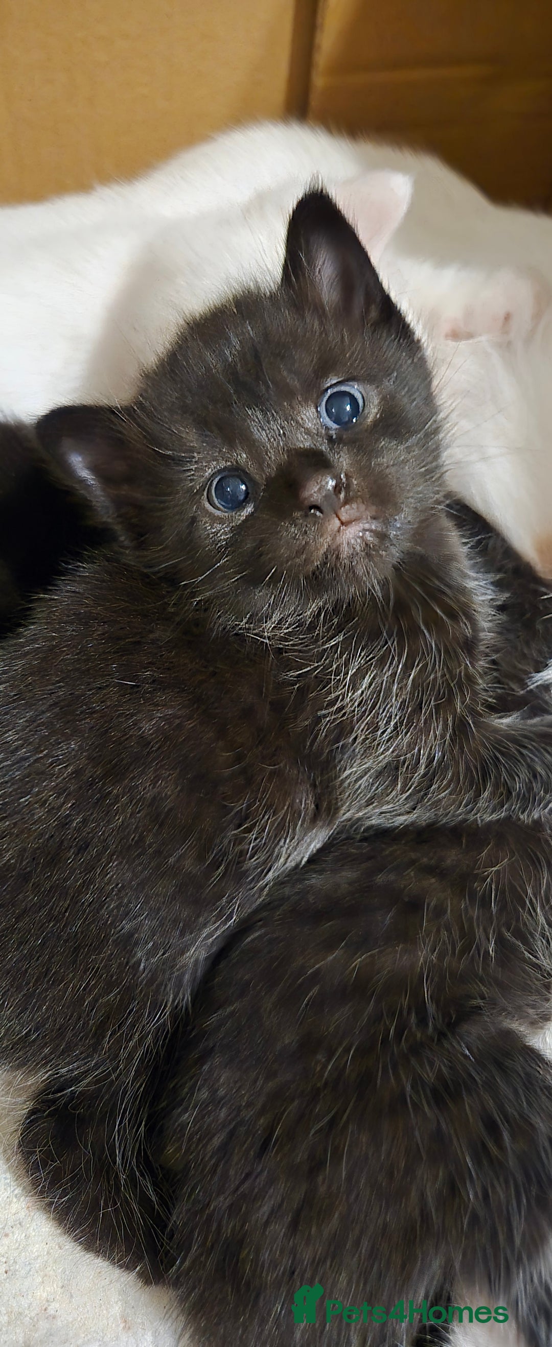 Mixed Breed cats for sale: 3 kittens looking for their forever homes.  - Image 5