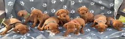 Hungarian Vizsla dogs for sale: Beautiful KC Reg Hungarian Vizsla Puppies - Advert 4