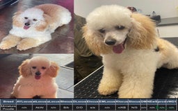 Miniature Poodle dogs for stud: HEALTH TESTED Kc Registered Miniature Poodle STUD in Doncaster - Image 7