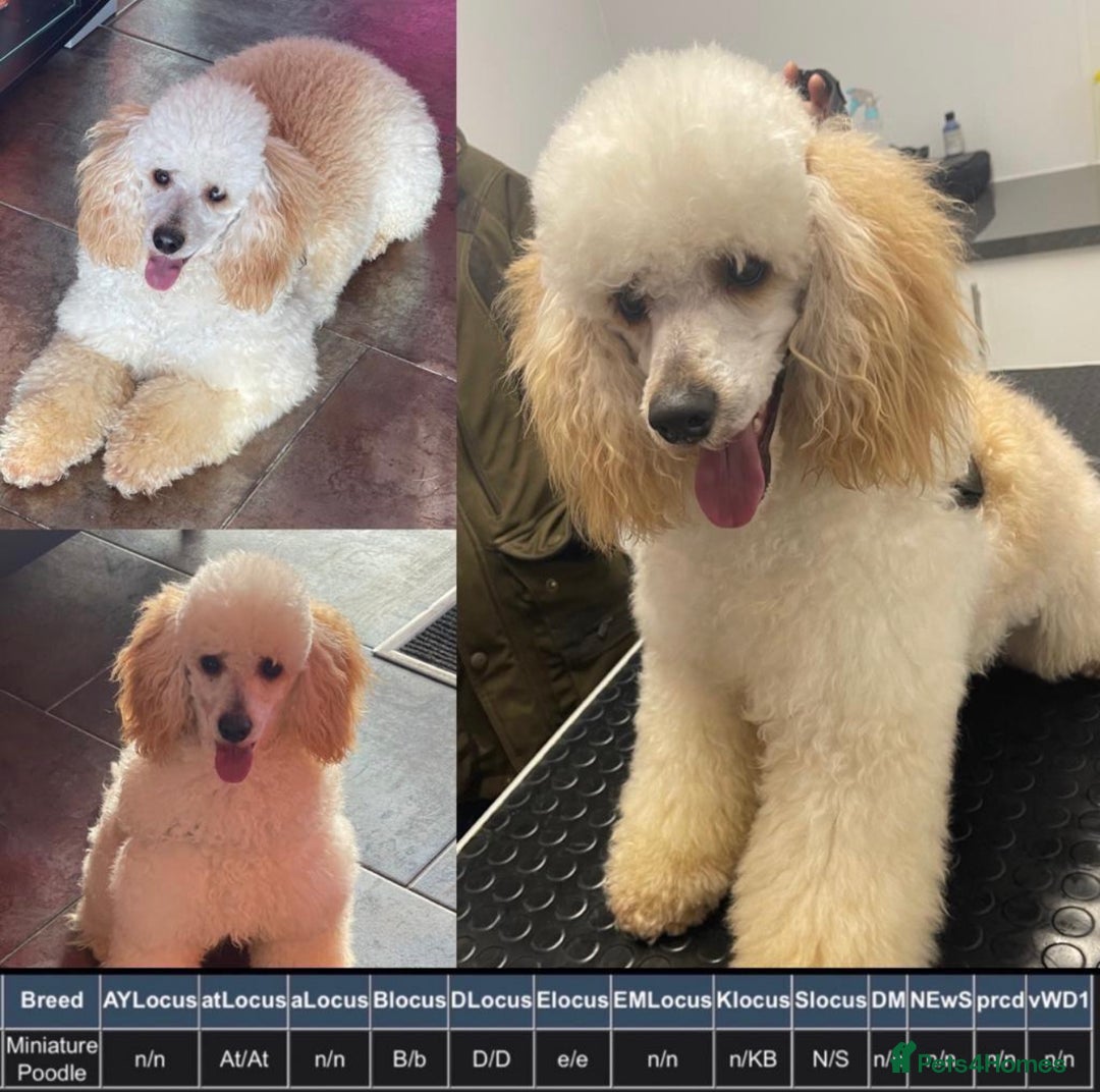Miniature Poodle dogs for stud: HEALTH TESTED Kc Registered Miniature Poodle STUD in Doncaster - Image 7