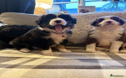 Bearded Collie dogs for sale: 💥3/4 beautiful BEARDIE BOY! 💥 - Advert 31