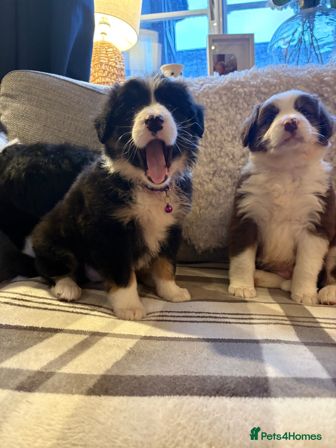 Bearded Collie dogs for sale: 💥3/4 beautiful BEARDIE BOY! 💥 - Advert 31