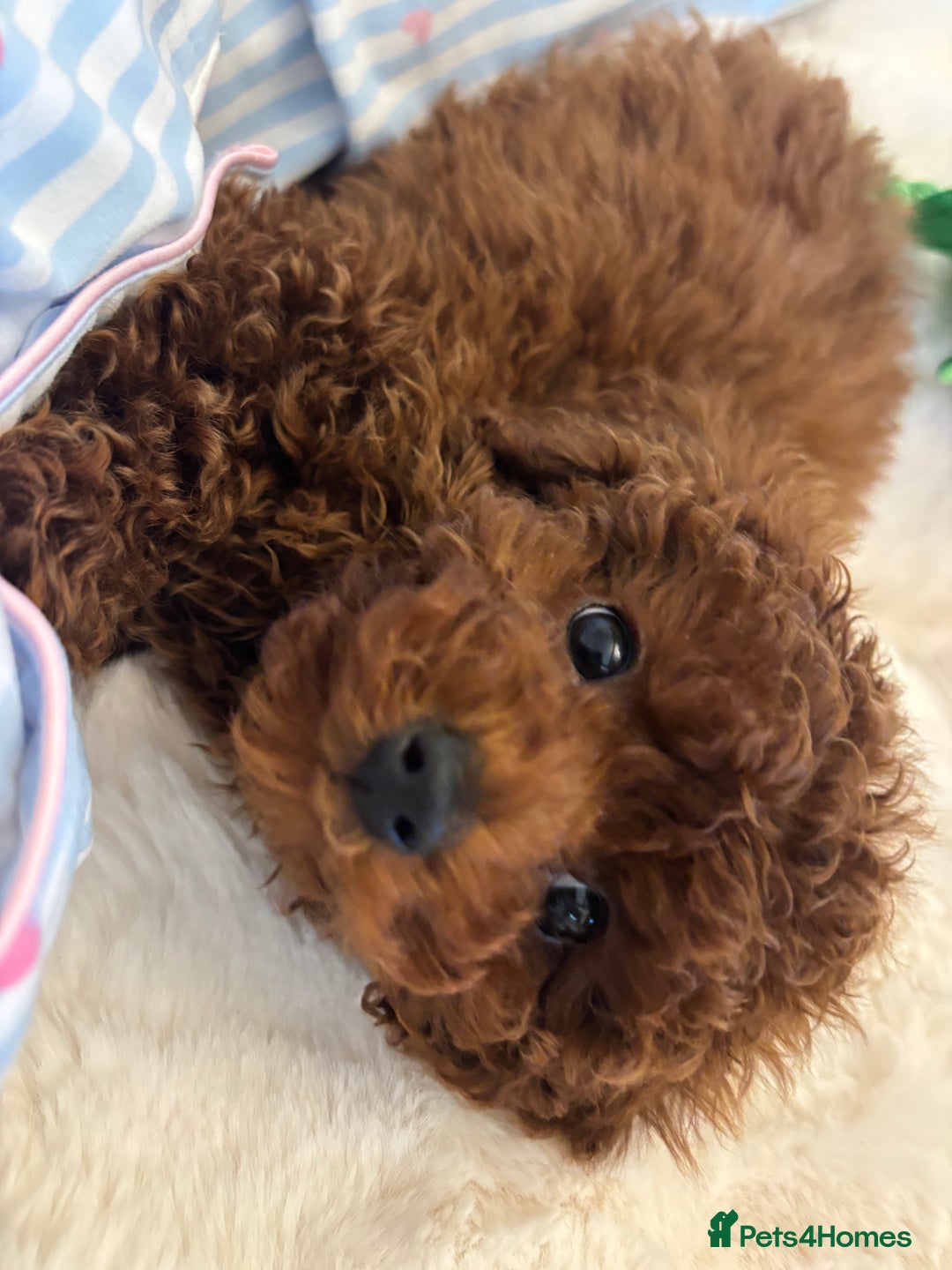 Toy Poodle dogs for sale: Outstanding toy x asain Poodles.  - Advert 2