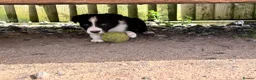 Border Collie dogs for sale: Border collies - Advert 9
