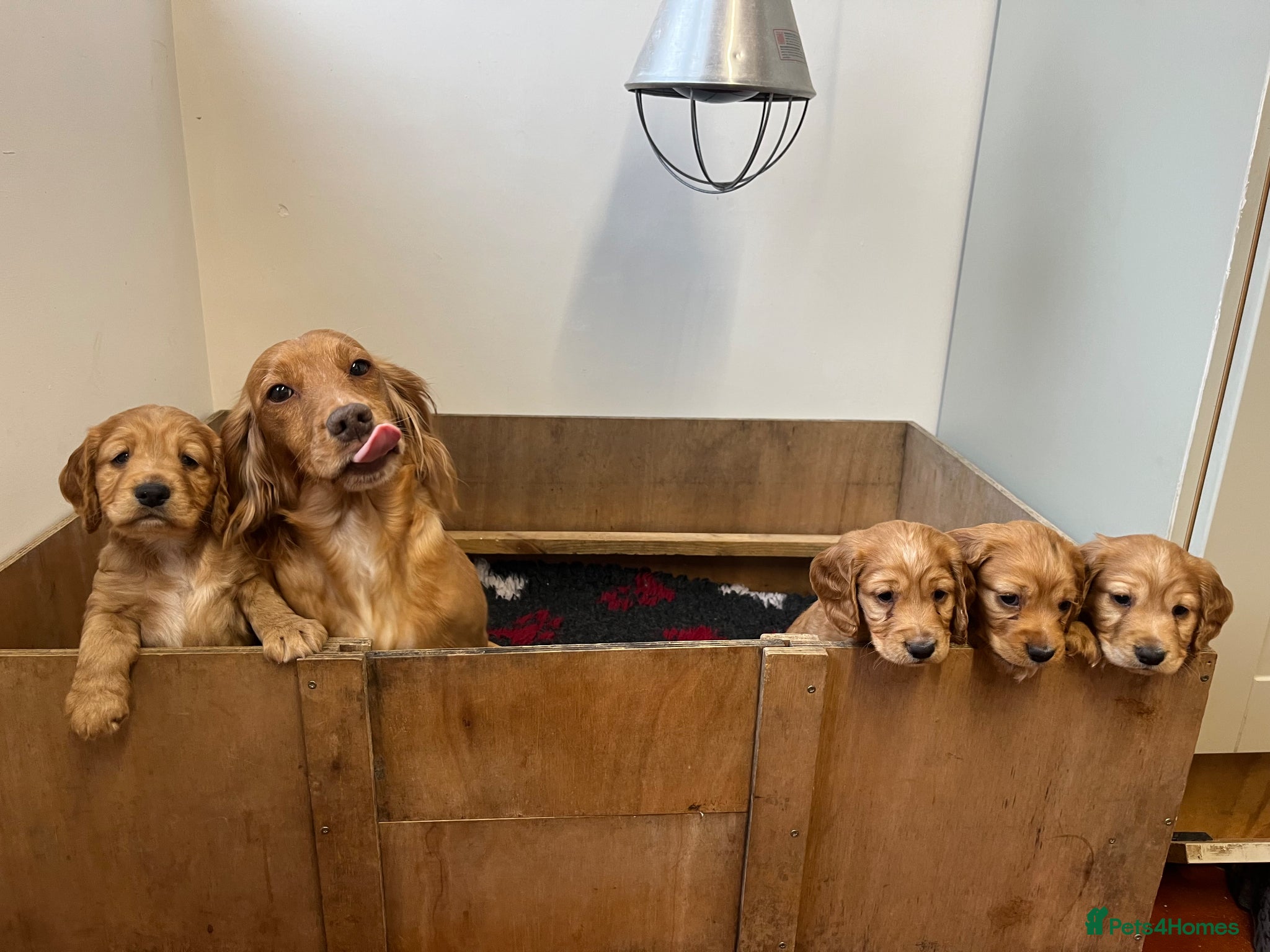 Cocker Spaniel dogs Beautiful litter of red working Cocker Spaniels - Advert 1