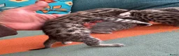 Bengal cats for sale: 3/4 blue bengal  kittens - Advert 31