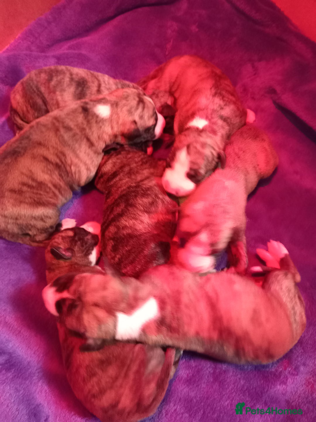 Whippet dogs for sale: Top Class Whippet Puppies bred from Champions - Image 25