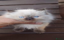 Ragdoll cats for sale: BEAUTIFUL PURE RAGDOLL KITTENS - Image 4