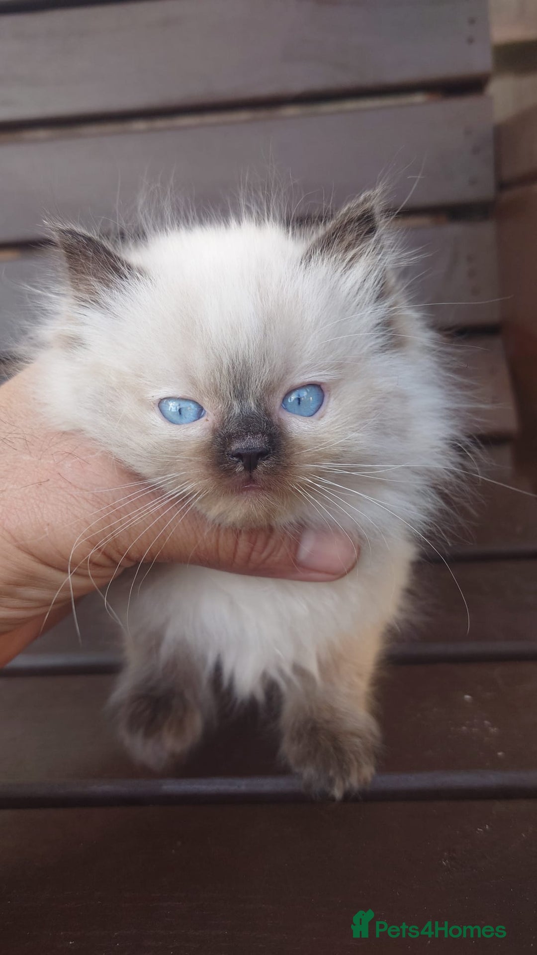 Ragdoll cats for sale: BEAUTIFUL PURE RAGDOLL KITTENS - Image 4