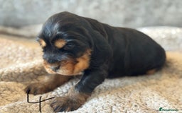 Cocker Spaniel dogs for sale: 100% TRUE SHOW TYPE HEALTH TESTED COCKER SPANIELS  - Advert 20