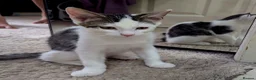 Mixed Breed cats for sale: Adorable & Extremely Affectionate Male Kittens - Advert 6