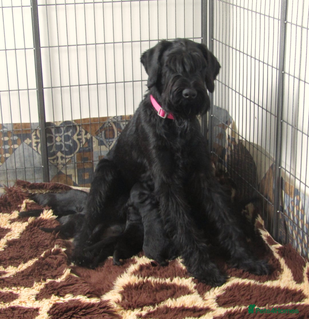 Giant Schnauzer dogs for sale: Top Quality Giant Schnauzer Pups. - Image 10