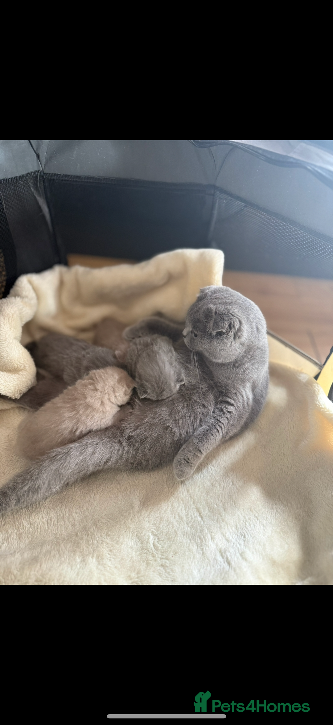 Scottish Fold cats for sale: Scottish straight - Image 11