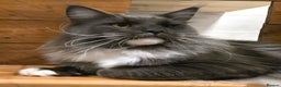 Maine Coon cats for sale: Black Smoke - Advert 12