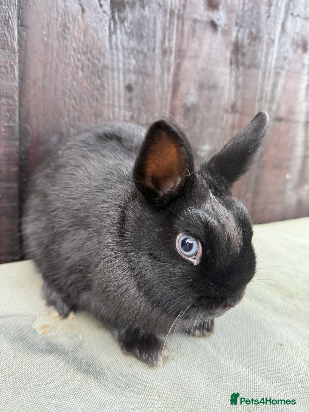 Netherland Dwarf rabbits for sale: Only one Adorable Netherland Dwarf Bunny  - Advert 2