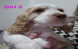 Cocker Spaniel dogs for sale: stunning show cockers - Image 9