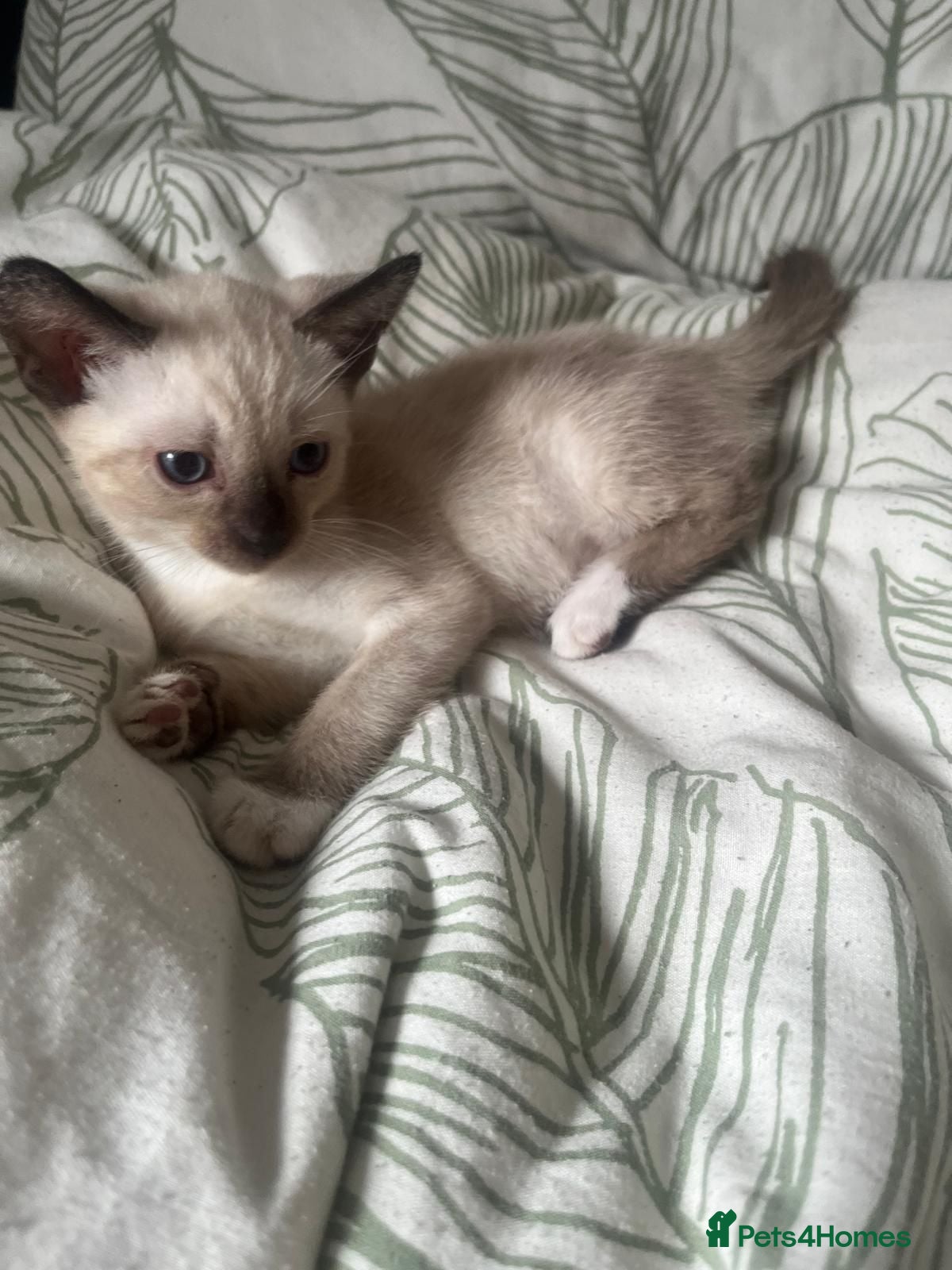 Mixed Breed cats ❤️Stunning mixed siamese kittens 😸  - Advert 11