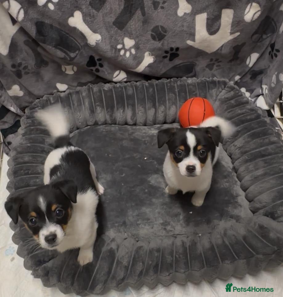 Jack Russell dogs Jack Russell puppies - Advert 1