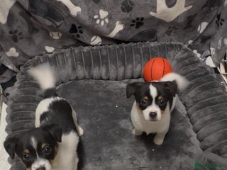 Jack Russell dogs Jack Russell puppies - Advert 17