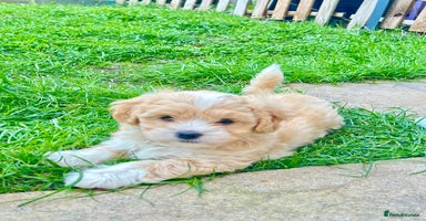 Bichon Frise dogs - Advert 1