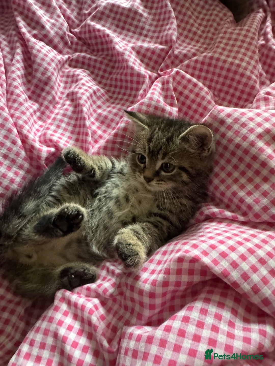 Mixed Breed cats for sale: 4x tabby boys looking for loving forever home  - Advert 2