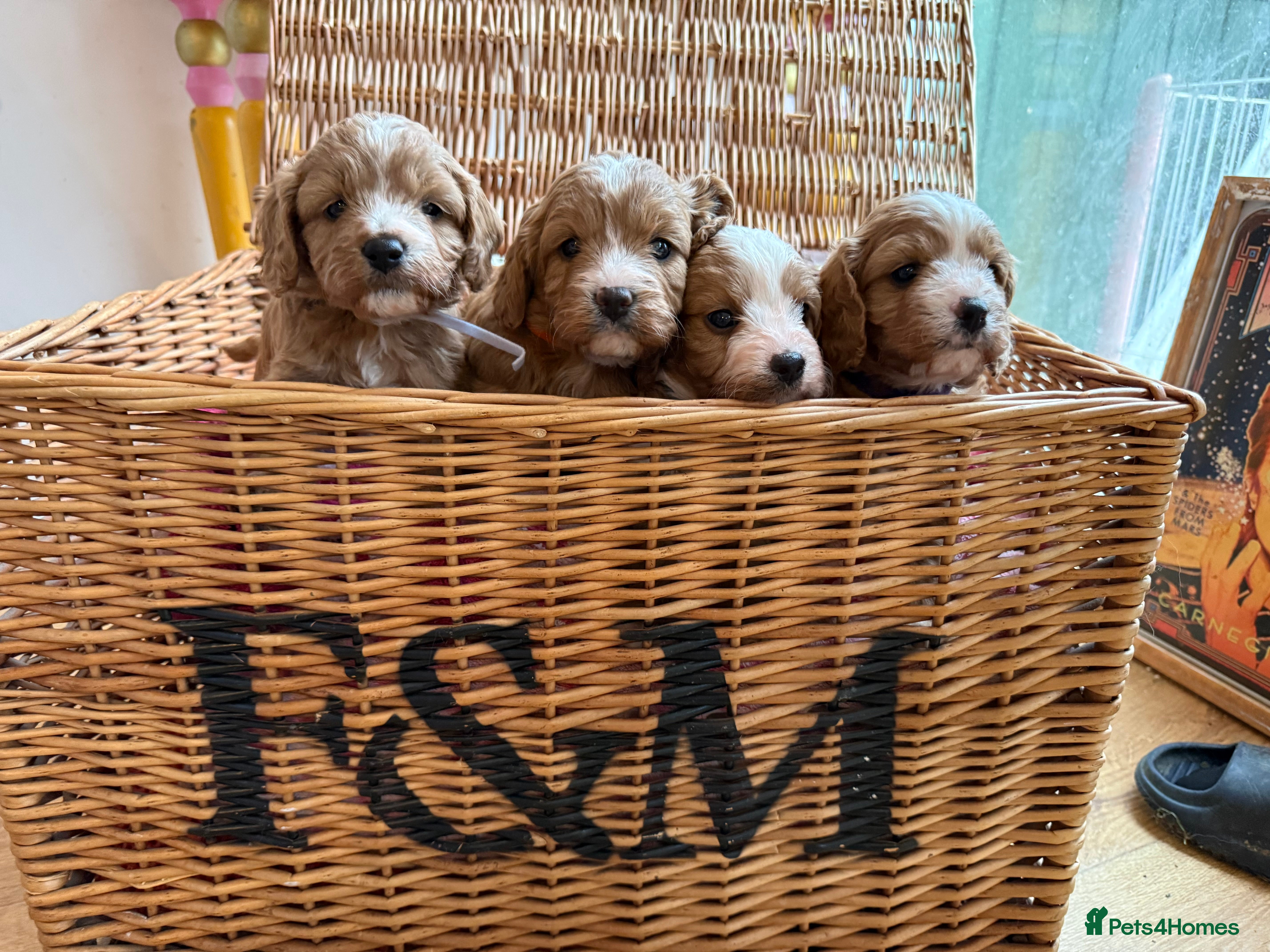 Cavapoo dogs Premium DNA Health Tested F1 Cavapoo Puppies - Advert 12