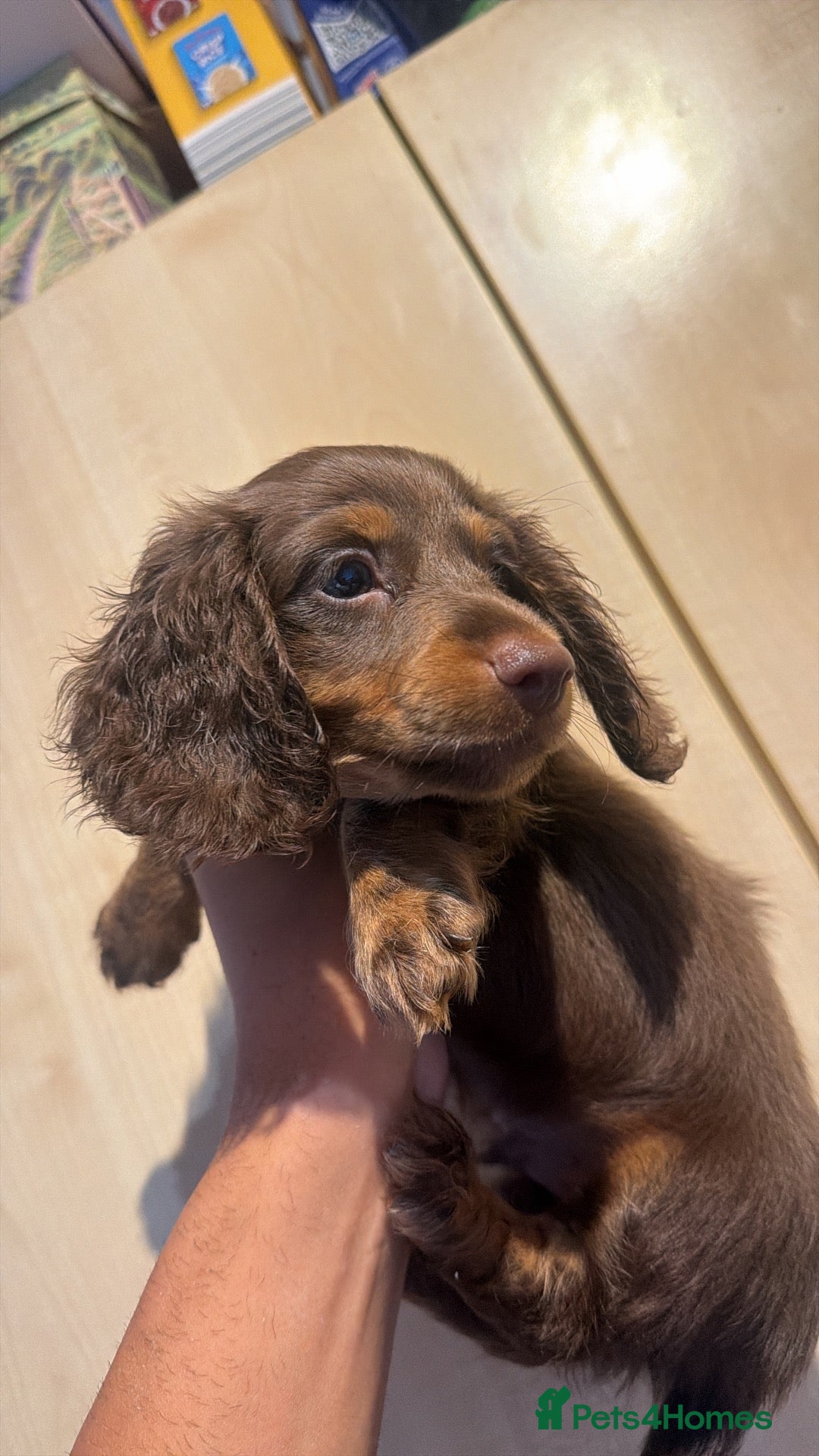 Miniature Dachshund dogs READY🚨Longhaired miniature dachshund female LAST1 - Advert 2