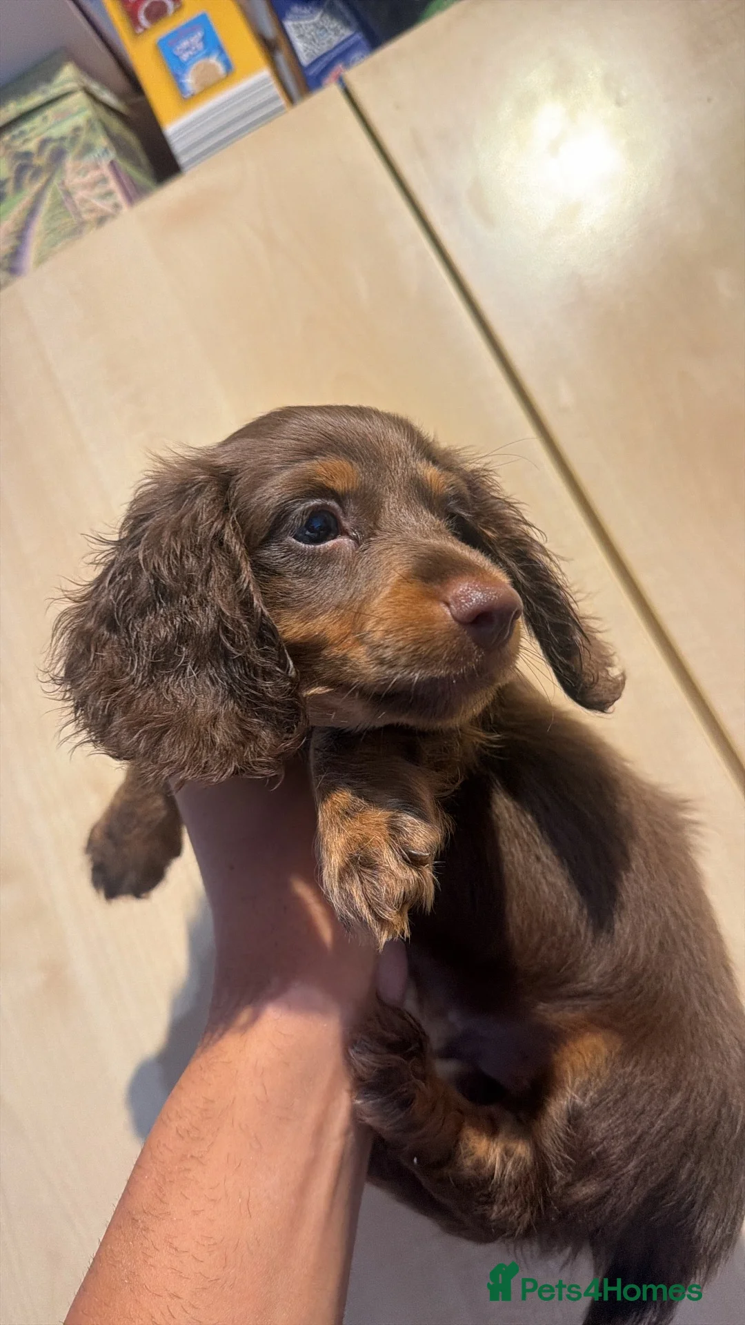Miniature Dachshund dogs for sale: READY🚨Longhaired miniature dachshund female LAST1 - Advert 2