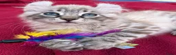 Keetso cats for sale: Superb very rare polydactyl curled eared keetsos  - Advert 1