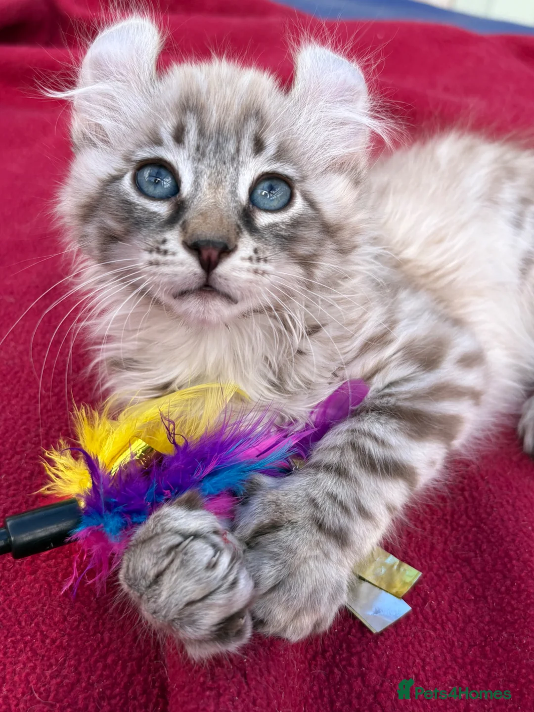 Keetso cats for sale: Superb very rare polydactyl curled eared keetsos  - Advert 1