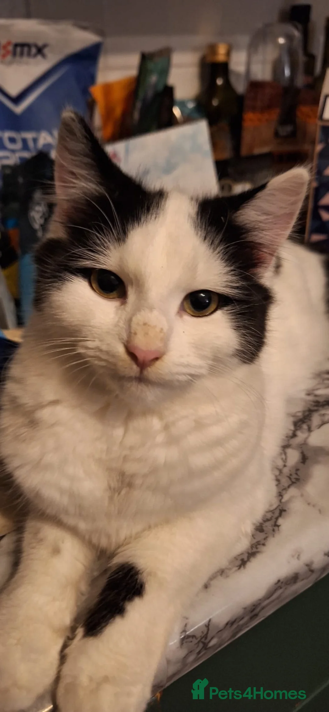 Mixed Breed cats for sale: 4 beautiful kittens looking for forever home - Advert 2