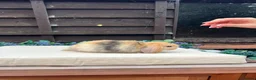Mini Lop rabbits for sale: Pure bred mini lops - Advert 4