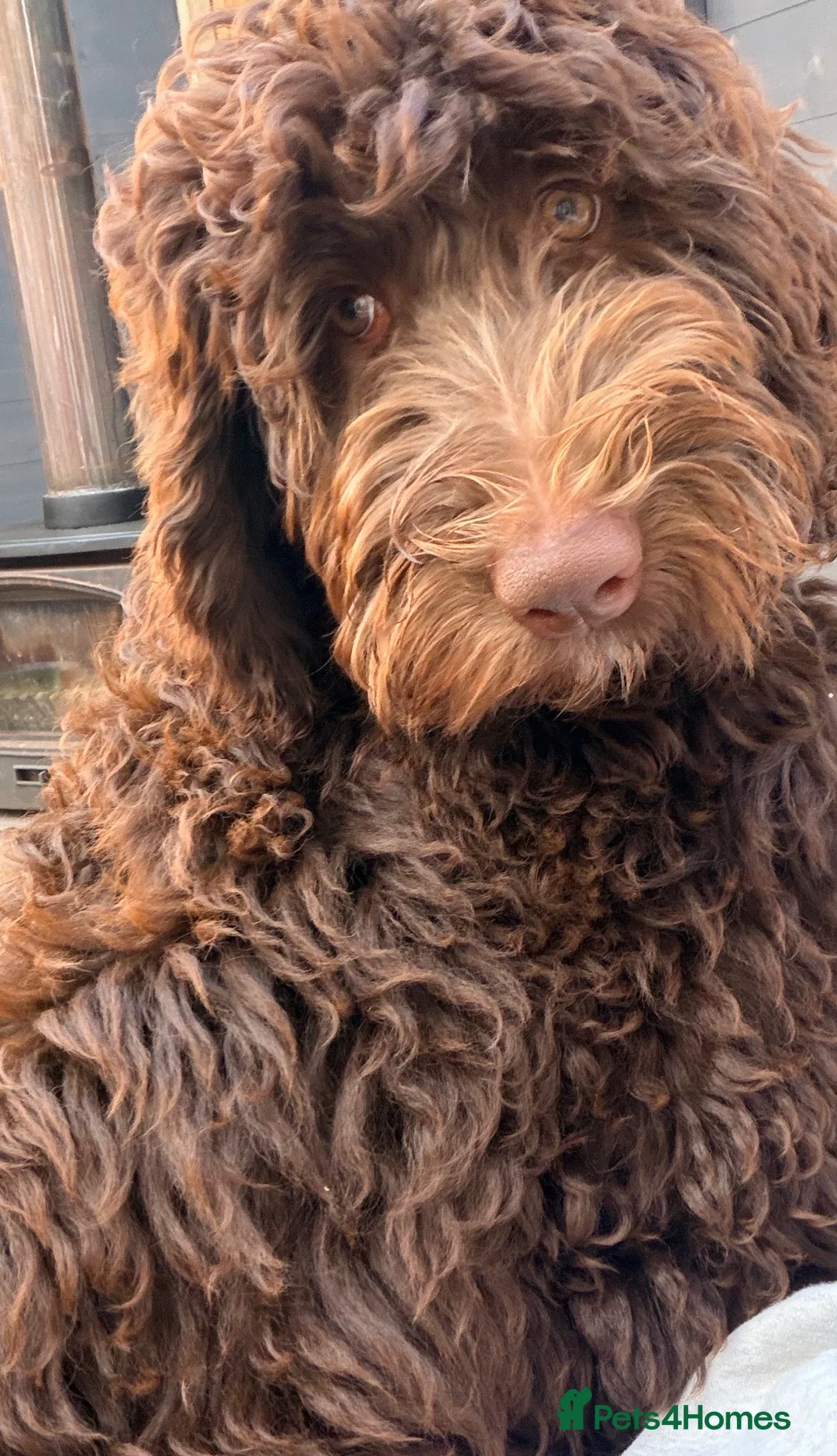 Bernedoodle dogs for sale: Rehoming Charlie Our chocolate Bernedoodle - Advert 4